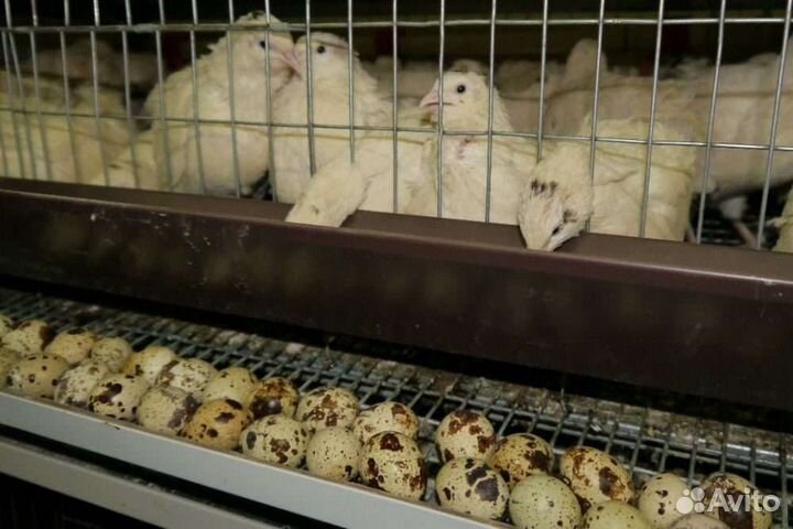 Перепел белый техасский