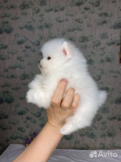 Померанский шпиц мини белый