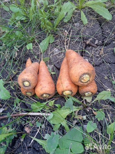 Продам огурцы,лук, картофель, помидоры, морковь