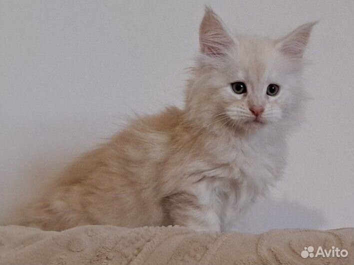 Котята мейн-кун