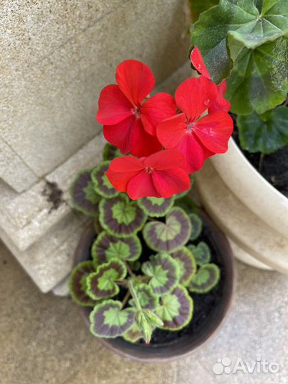 Герань пеларгония