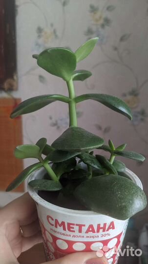 Комнатные растения