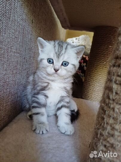 Британские котята