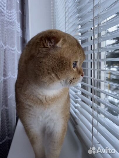 Шотландский вислоухий кот на вязку