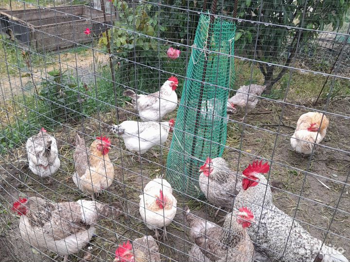 Инк. яйцо Барковской, Леггорна, Билефельдера