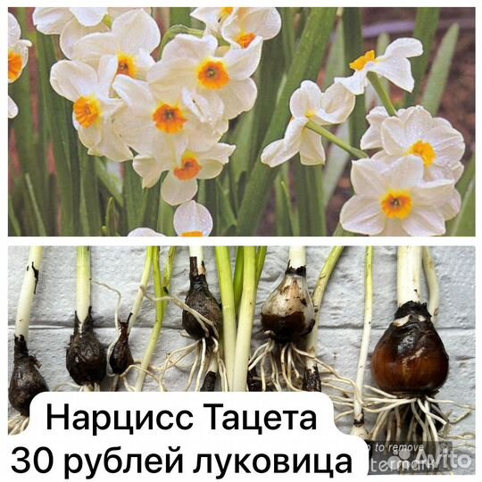 Цветы для сада