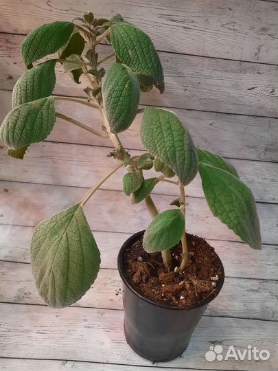 Плектрантус