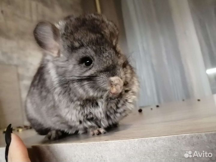 Шиншилла из домашнего питомника