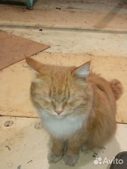 Найден котик рыжий
