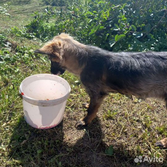 Найдена собака