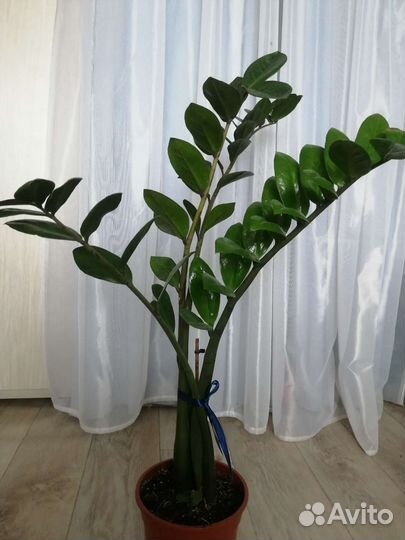 Замиокулькас