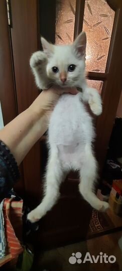 Котёнок ищет дом