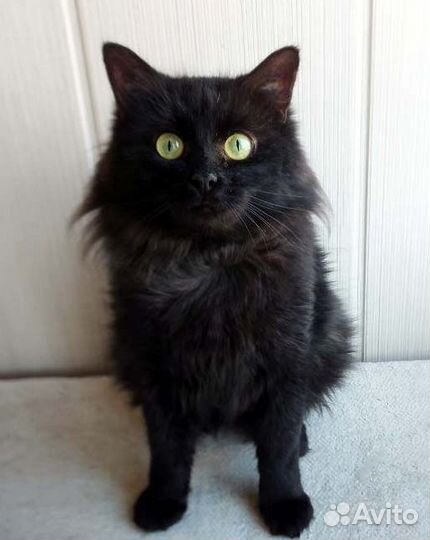 Обаятельный молодой кот в дар