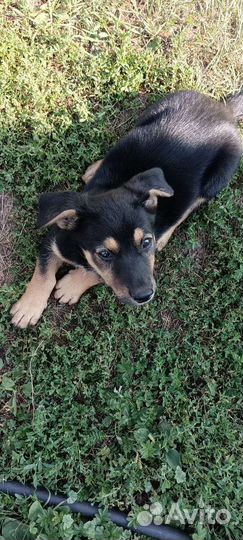 Щенок в добрые руки бесплатно