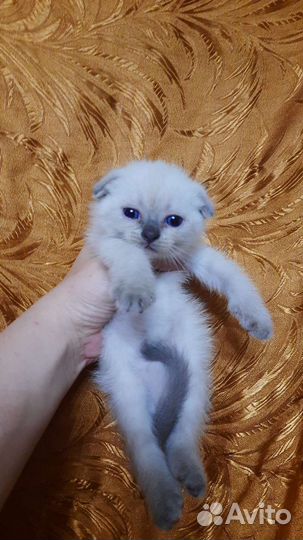 Шотландские вислоухие котята