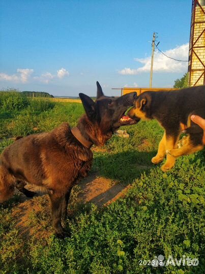 Собаки щенки метисы немецкая овчарка бесплатно