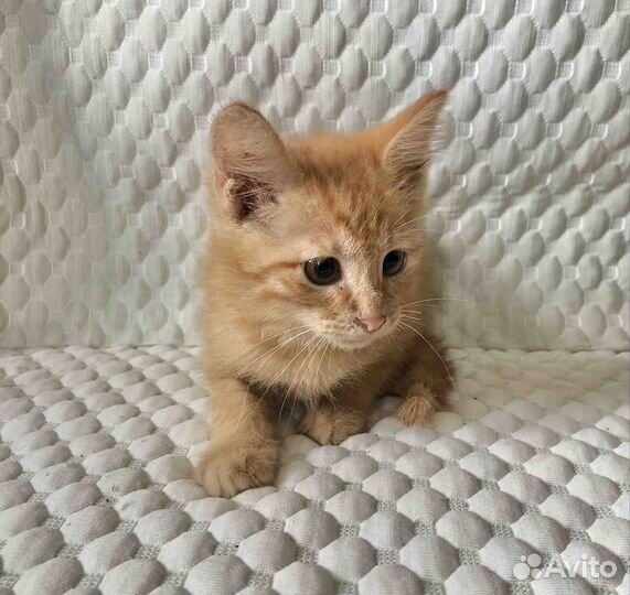 Котята мальчики, 2 месяца