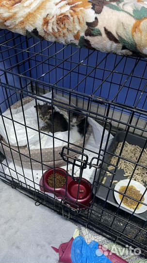 Котятам нужен дом, передержка и помощь