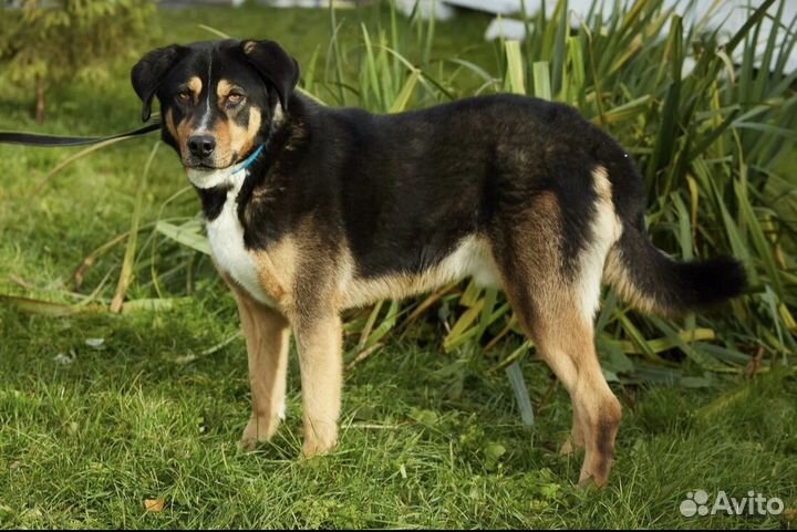 Шикарный Барри ищет Дом