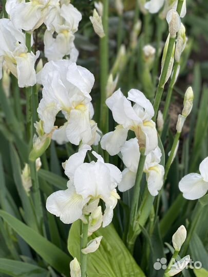 Ирисы саженцы