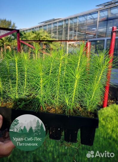 Зкс и окс Сосна Ель Лиственница сеянцы Голуб горн