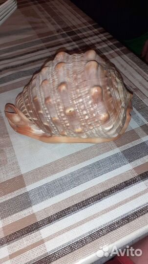 Ракушка Ципрекассис, 15 см