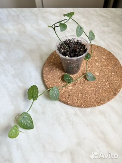 Монстера дубиа