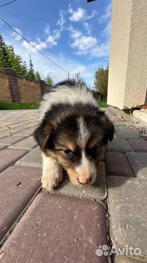 Щенок помесь лайки