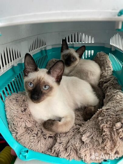 Продаются котята от породистой тайской кошечки