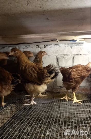 Цыплята несушки