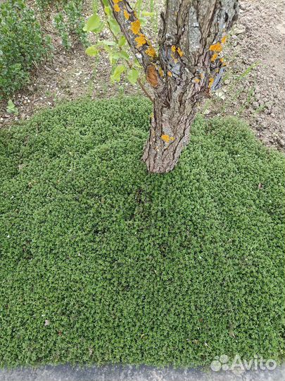 Рассада чабрец