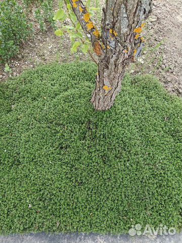 Рассада чабрец