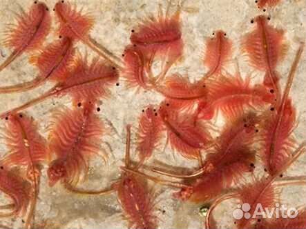 Артемия замороженная