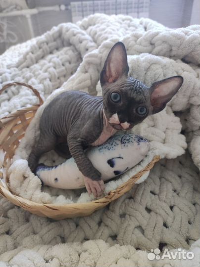 Канадский сфинкс