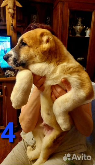 Щенки среднеазиатской овчарки