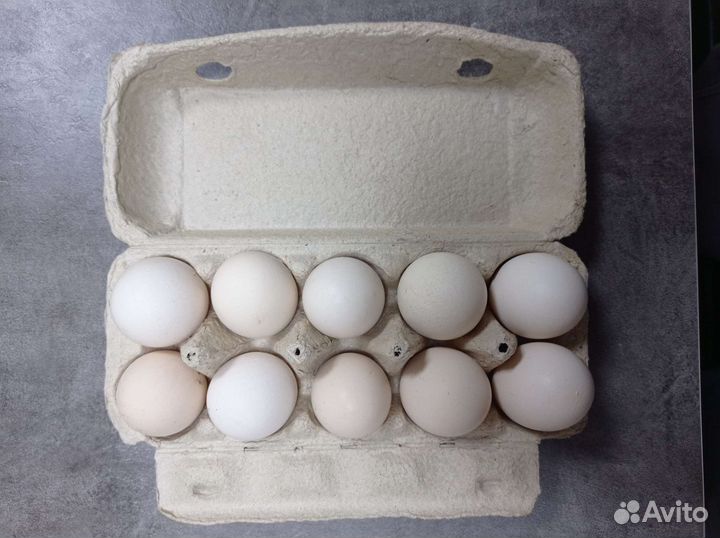 Лоток яиц