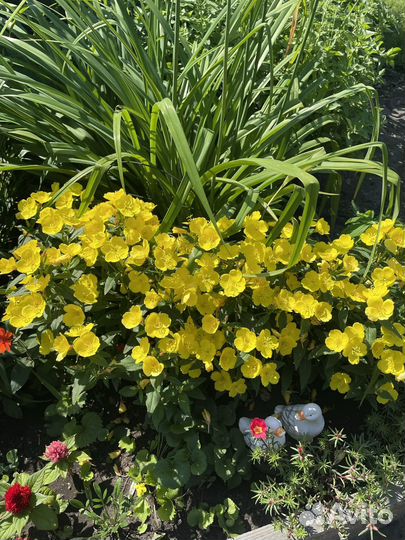 Энотера (ночная свеча) многолетник