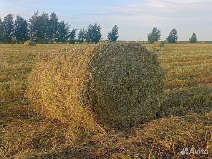 Солома ячменная, овсяная