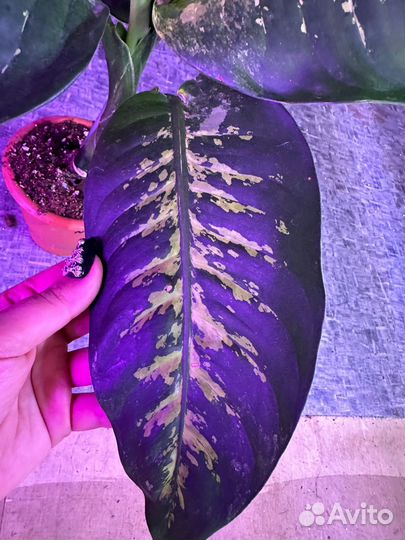 Диффенбахия зебра вариегата