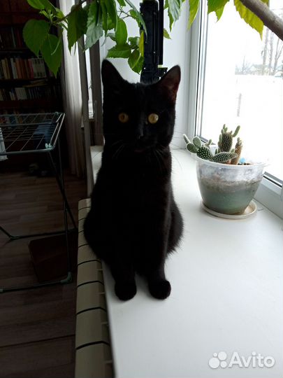 Вислоухая кошка
