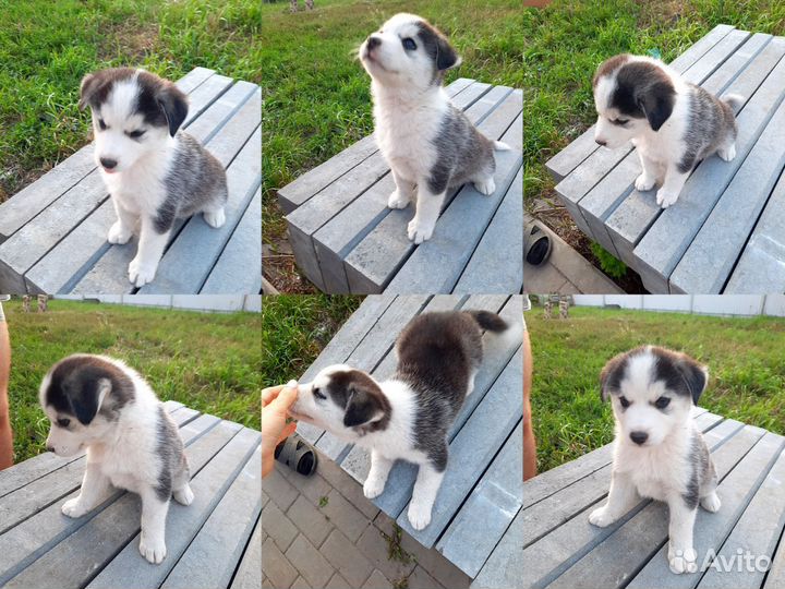 Щенки дворняжки в дар