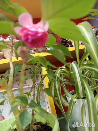 Бальзамин махровый розовый