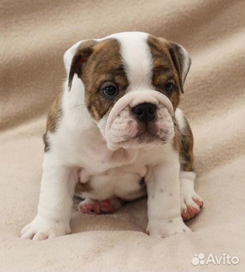 Щенки английского бульдога