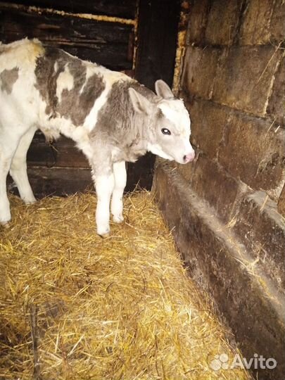 Бык на племя. Симминтал