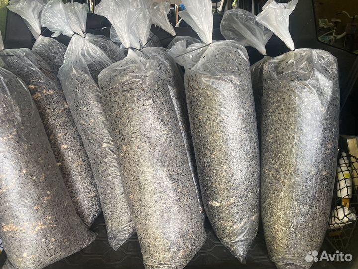 Готовые блоки вешенки