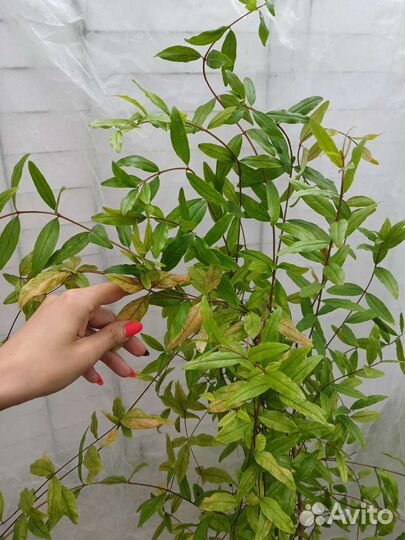 Гранат крупноплодный комнатный