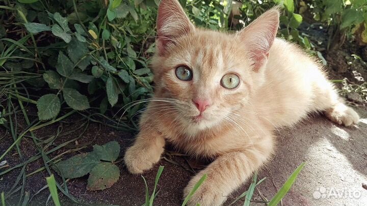 Котенок ищет дом
