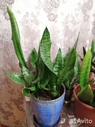 Сансевиерия