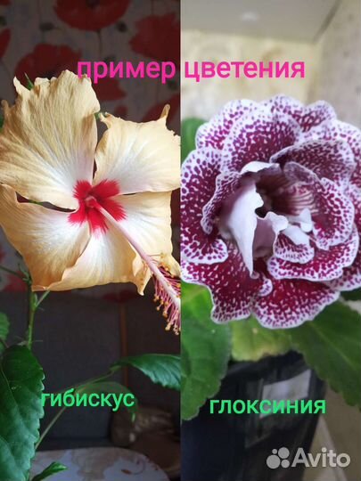 Комнатные растения