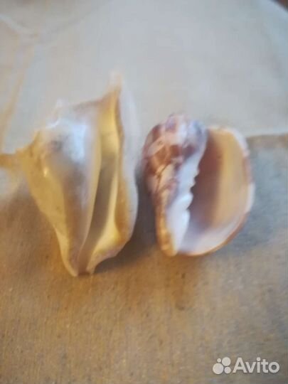 Морские ракушки и коралл